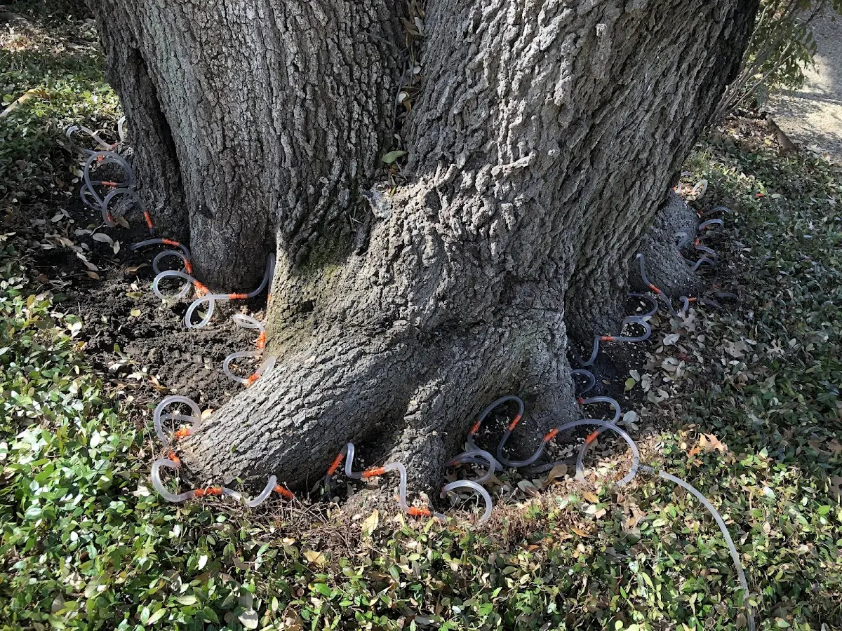 Detailed Tree Cabling and Bracing job site in Humboldt
