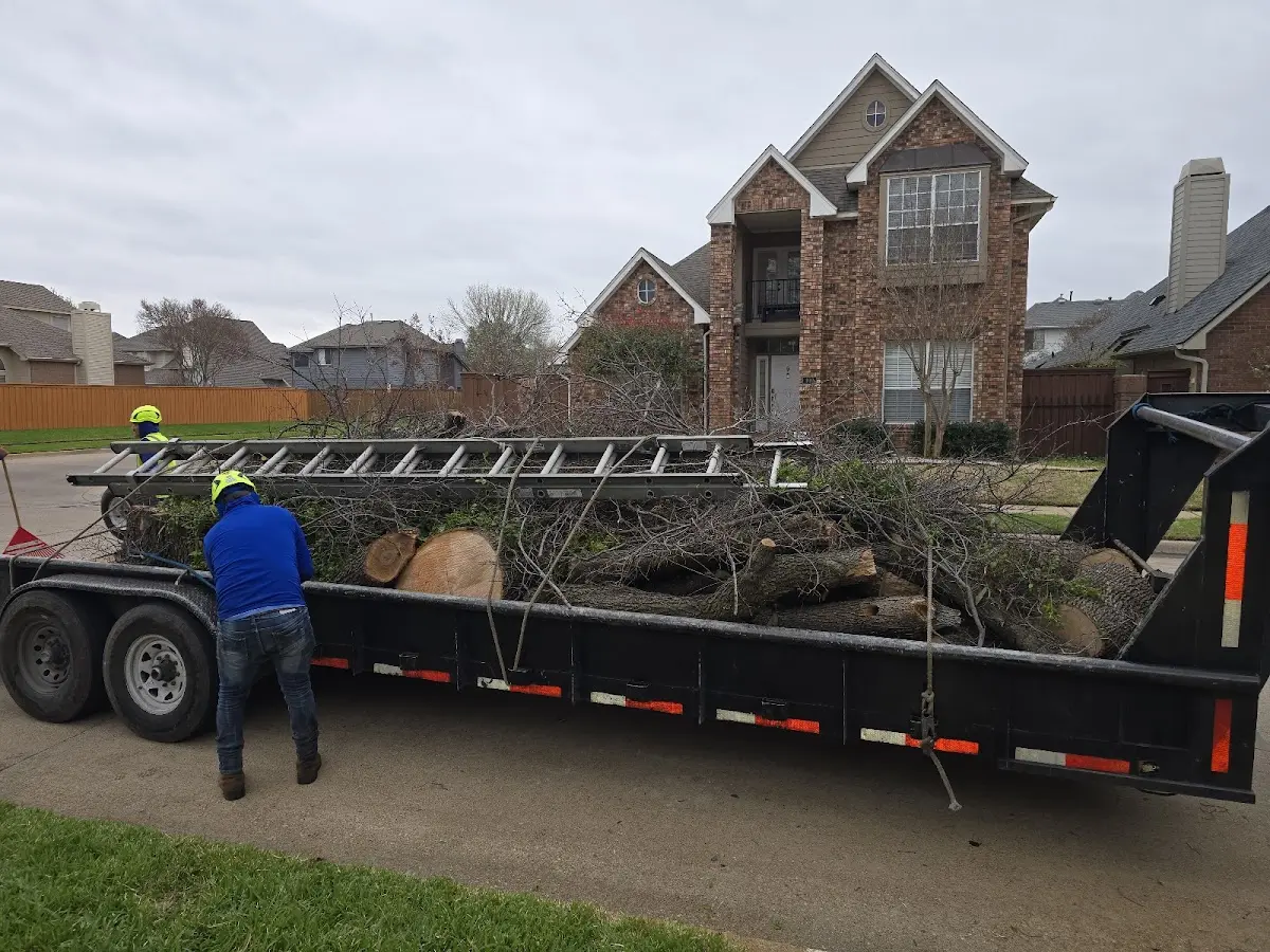 Expert Tree Removal with proper safety equipment in Humboldt